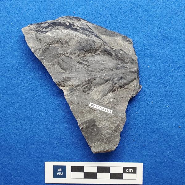 Cretaceous Protophyllocladus fossil in shale